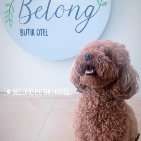 Belong אכסניה *